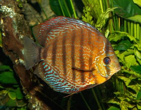 Een discusvis (Symphysodon aequifasciatus).