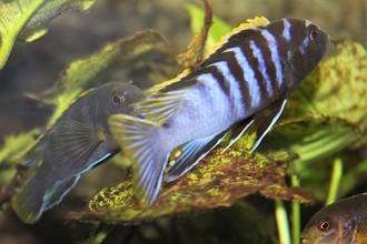 Mannetjes- en vrouwtjescichlide (Cynotilapia afra) in het Malawimeer. De eivlekken van het mannetje zijn duidelijk zichtbaar. 