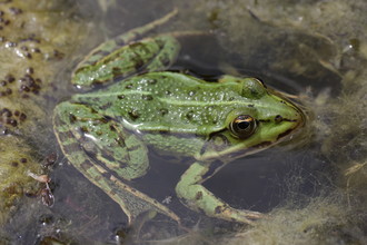 Groene kikker_Wikimedia by Bjorn S._Licensie CCBYSA3.0