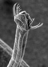 Haakvormige stekels rond bek pijlworm.
