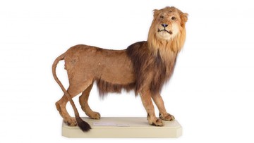 Kaapse leeuw uit collectie Naturalis