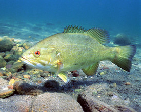 De kleinbekbaars (Micropterus dolomieu).