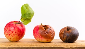 Bacterien eten graag fruit. Ze zorgen ervoor dat het gaat rotten.