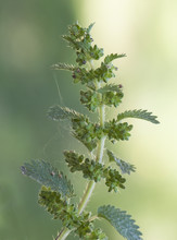 Brandnetels zijn behaarde planten.