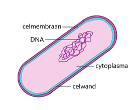 Onderdelen bacteriecel.