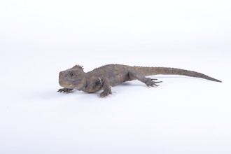 Tuatara in de collectie van Naturalis