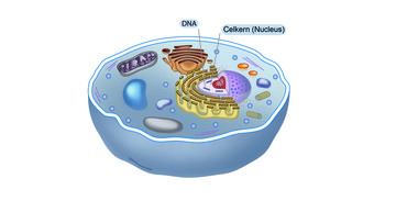 Het DNA in dierlijke cellen zit goed verpakt in de celkern. Cellen zijn vaak al duizenden keren kleiner dan een druif. Hoe klein is het DNA dan denk je?