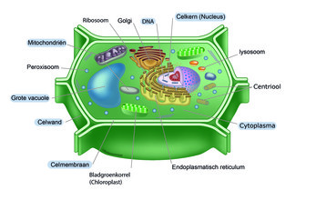 Eukaryotische cel: schematische weergave van een plantencel. De in de tekst genoemde onderdelen zijn gemarkeerd. Een cel is altijd complexer, sommige andere onderdelen zijn ook in de tekening aangegeven. 