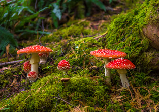 Paddenstoelen