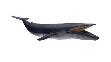 Afbeelding van een baleinwalvis