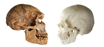 Homo neanderthalensis vs Homo sapiens