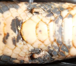 Boa constrictor rudimentaire achterpoten