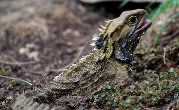 Tuatara