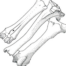 Lange buisvormige botten