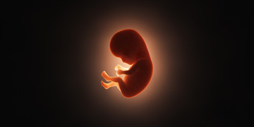 Een embryo