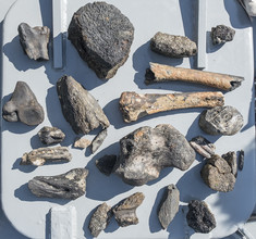 Fossiele botten die zijn opgevist.