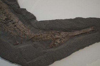 Fossiele krokodil