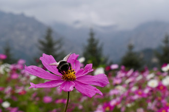 Een hommel hoog in de koude bergen 