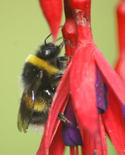 Op heterdaad betrapt: Hommel steelt nectar.