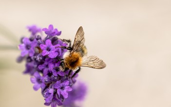 Hommel met in elkaar geklikte vleugeltjes. 