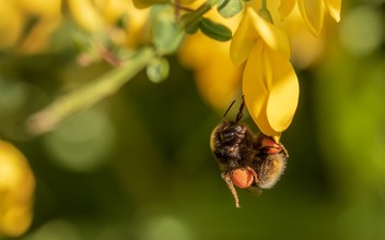 Draagt deze hommel toch te veel stuifmeel in haar stuifmeelkorfjes?