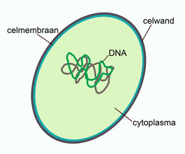 Onderdelen van de cel van archaea.