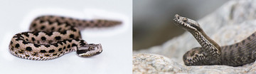 Adders in Europa: links de Wipneusadder (Vipera latastei gaditana) en rechts de Aspisadder (Vipera aspis)  Licentie: beide C Guillem Limia Russel