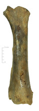 Spaakbeen rund (voorkant)