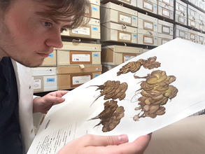 Marnel bekijkt een herbarium exemplaar van een Salvinia.