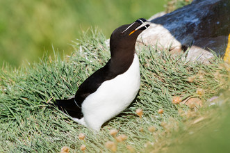 De alk is familie van de reuzenalk. Deze nog levende alken zijn veel kleiner, lijken qua uiterlijk ook op pinguïns, maar kunnen wel vliegen.