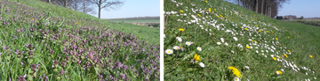 Bloemrijke dijken, perfect voor bijen en andere insecten.