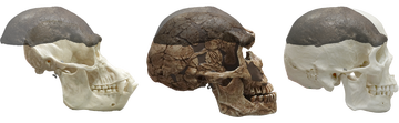 Het fossiele schedelkapje vergeleken met de schedels van een chimpansee, Neanderthaler en de moderne mens.
