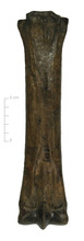 Middenhandsbeen paard (achterkant)