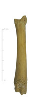 Middenvoetsbeen varken (voorkant)