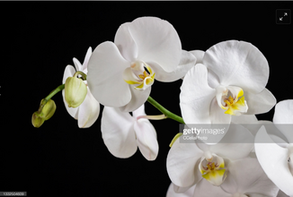 Een orchidee