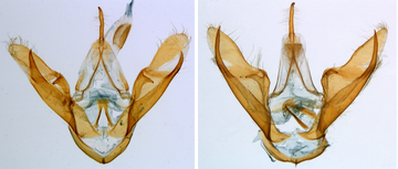 Twee foto's van de geslachtsdelen van vlinders. De rechterfoto verschilt iets van de linker.
