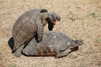 Twee landschildpadden die seks hebben met elkaar