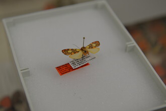Een opgespelde vlinder in een collectielade. Er zit een rood etiketje aan die aangeeft dat het een holotype exemplaar is