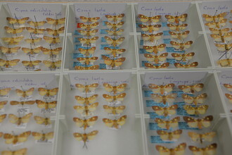 Een collectielade met tientallen opgeprikte vlinders