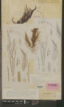 Een herbariumvel met een gedroogde alg erop en de tekeningen van de alg ernaast.
