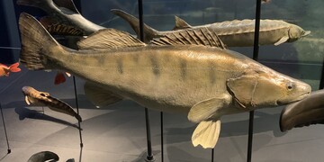 Een model van een snoekbaars (roofvis) in Naturalis