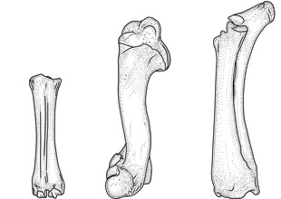 Lange, buisvormige botten, zoals de ellepijp en het opperarmbeen.