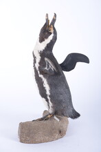 Zwartvoet pinguïn