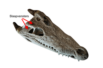 Krokodillen hebben diapside schedels.