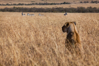 Een leeuwin plant haar aanval op een mogelijke prooi.