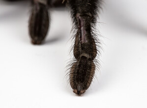 Spinnenpootjes hebben haartjes waarmee ze trillingen opvangen. 