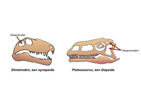 Het verschil tussen dinosaurussen en synapsiden is te zien aan het aantal slaapvensters. 