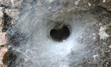 Tunnelweb gevonden in Engeland. Hierin verstopt de spin zich en het is een valkuil voor prooien