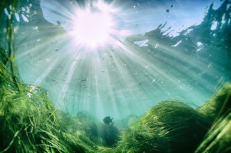Met de juiste algen bruist het water van leven. 
