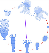 De levenscyclus van kwallen. Alleen de Turritopsis dohrnii is in staat de paarse lijn te volgen en kan van vrijzwemmende kwal teruggaan naar een staande poliep. 